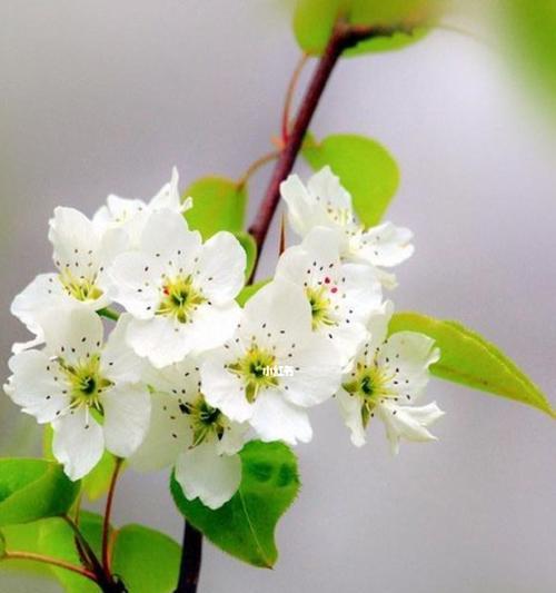 梨花（揭秘梨花花语，解读寓意）