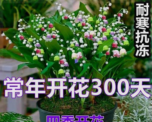 室外四季开花耐寒花卉的选择与栽培技巧（打造室外四季花海，精选不同季节开花的美丽花卉）