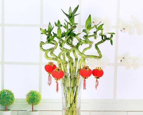 富贵竹的弯曲处理方法（教你如何处理富贵竹长弯了的问题）