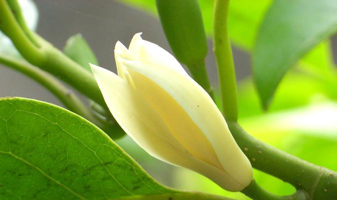 如何种植玉兰（从时间到方法，全方位指南）