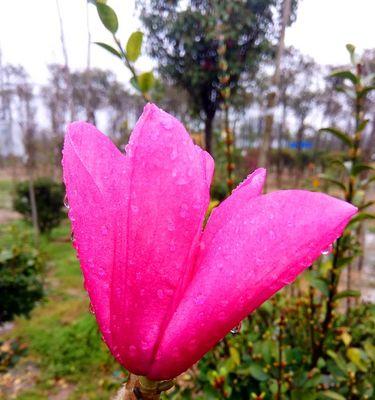 如何种植玉兰（从时间到方法，全方位指南）