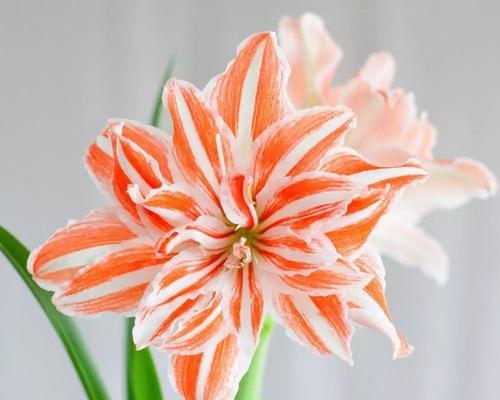 盛开的朱顶红花海（探寻朱顶红的开花时节）