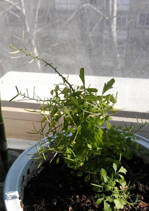 探秘拟南芥（从基因组、形态特征到应用场景，揭开拟南芥的神秘面纱）