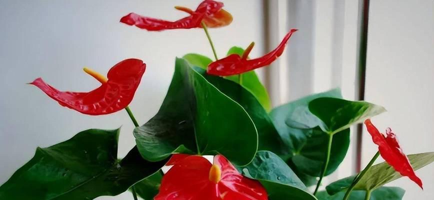 红掌开花的秘诀（如何正确养护红掌，让它盛开？）
