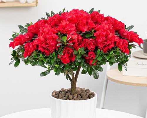 杜鹃花室内养殖的优势与注意事项（打造室内花园随心栽培杜鹃）