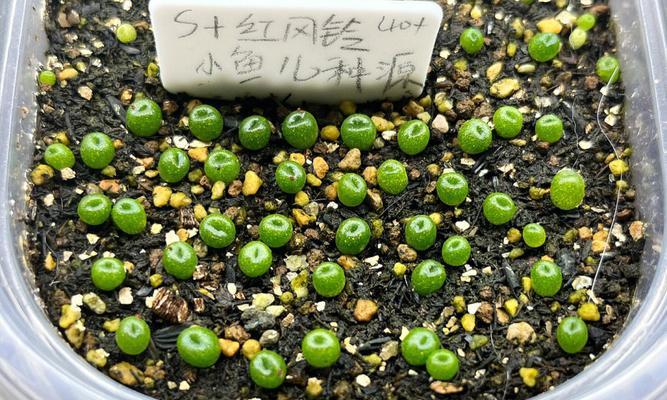 各种植物播种方法全解（从种子到成苗，如何科学地播种？）