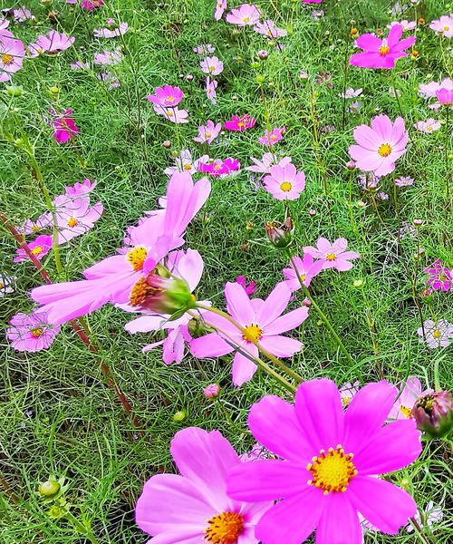 格桑花开放时间（探究格桑花花期长短和不同地域差异）