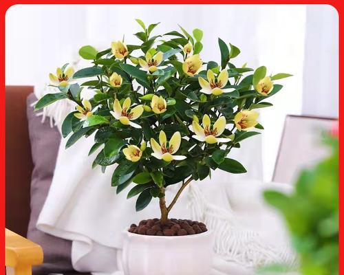 如何养护含笑花，让它开出绚丽的花朵？（含笑花养护技巧与注意事项）