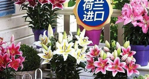 百合怕冷？不用担心，这里有防寒技巧！（百合花的保暖之道）