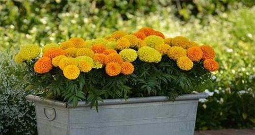 万寿菊养护指南（打造美丽的万寿菊花园，从这里开始）