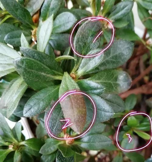 如何正确浇水杜鹃花（杜鹃花浇水技巧，让花儿更美丽）