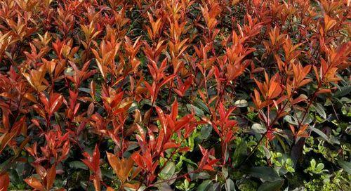 红叶石楠的种植与养护（如何打造优美的红叶石楠花园）