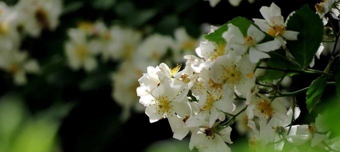 如何养护芙蓉树（学会这几步，轻松养成绿意盎然的芙蓉树）