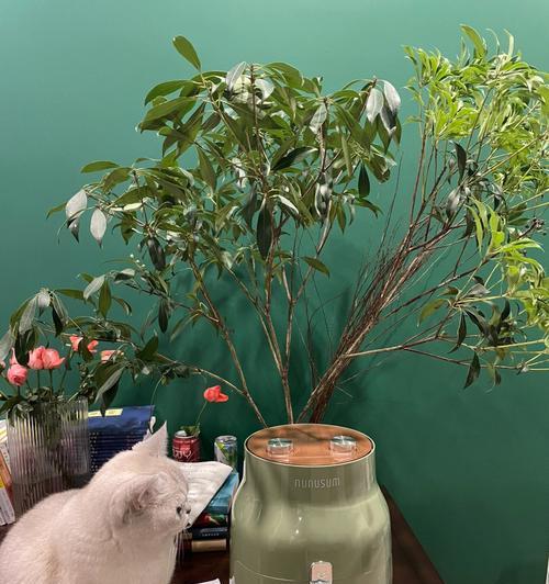 牛奶浇花适合哪些植物？（浇牛奶前一定要看好这些植物，否则会出现这些问题！）