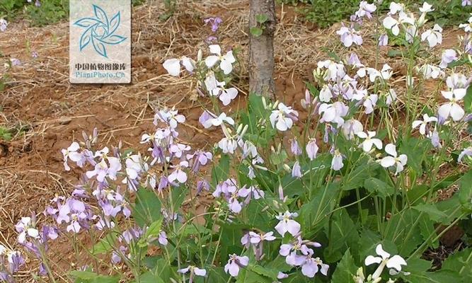 揭秘诸葛菜的花语（探寻花中智慧，品味文化魅力）