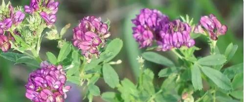 苜蓿花的花语（探究苜蓿花所代表的意义）