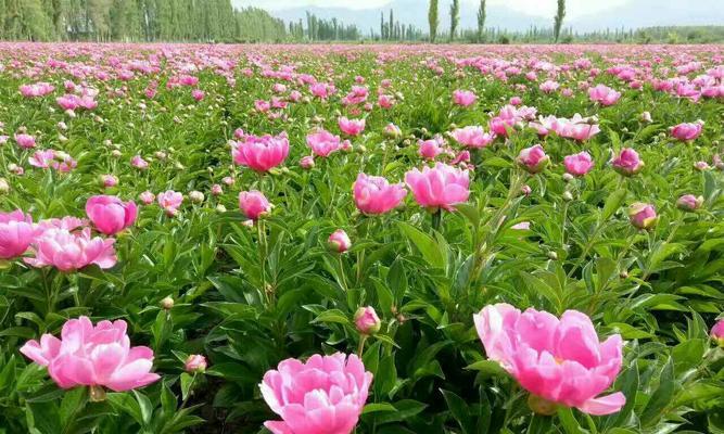 揭秘芍药花语，探寻内心深处的情感（开启芍药花的隐秘世界，一探她的真实含义）