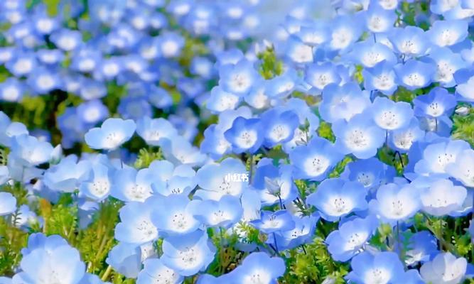 粉蝶花花语——传承中国文化的花卉之美（探寻粉蝶花的文化背景与象征意义）