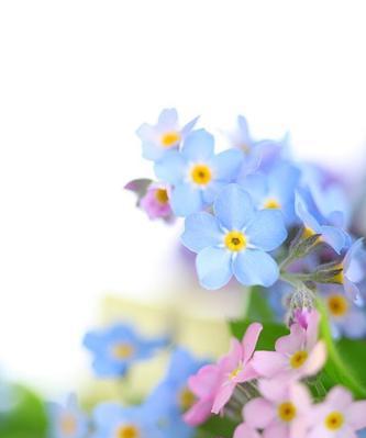 解读勿忘草花语的含义（探究这种小小的蓝花所代表的丰富涵义）