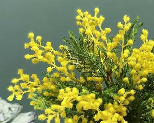 金合欢花语-寓意深刻的优雅之花（优雅之花——金合欢花语的深刻含义）