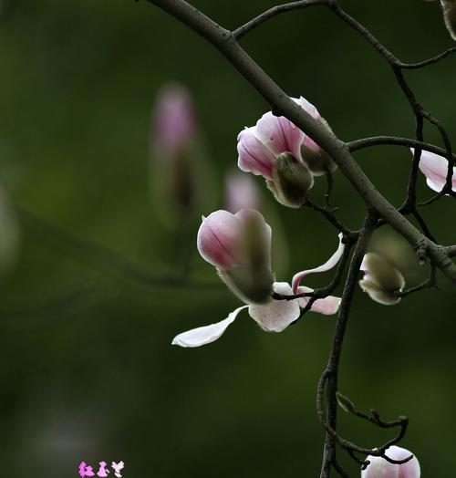 红玉兰花花语——传递爱与希望的美好象征（用红玉兰诠释爱与希望，让生命之花绽放）