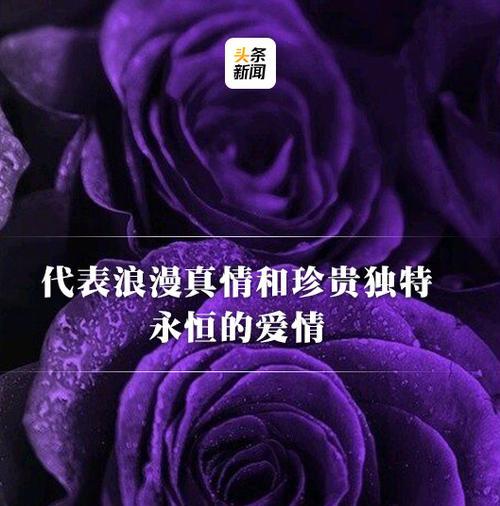 花开寓意情感——不同颜色玫瑰的花语（用玫瑰表达真爱、感激、祝福……）