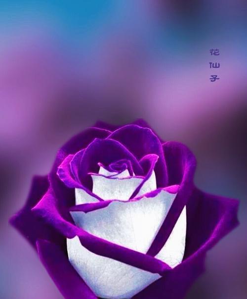 玫瑰花语之紫色玫瑰（探究紫色玫瑰的含义和象征意义）