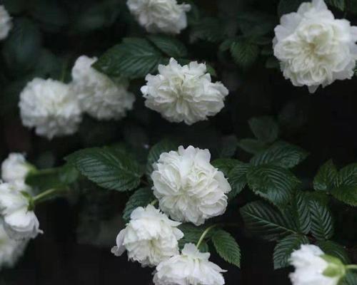 荼蘼花的花语（探寻荼蘼花背后的意义）