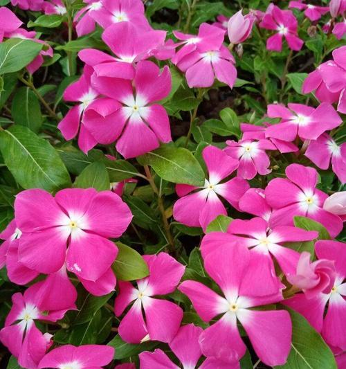 长春花的花语与寓意（唤醒心中的春天，长春花盛开的秘密）