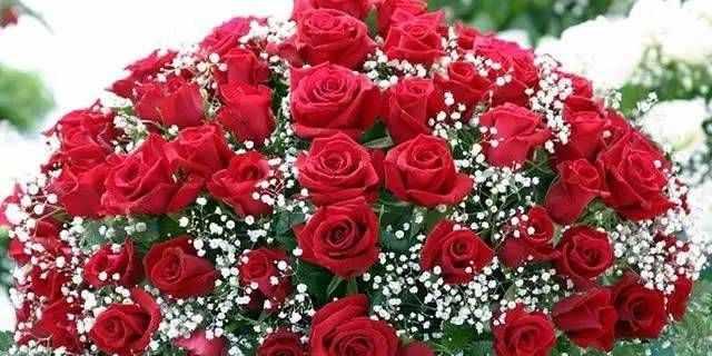 玫瑰花语——探究12朵玫瑰背后的含义（探寻12朵玫瑰的花语，了解更多的爱情语言）