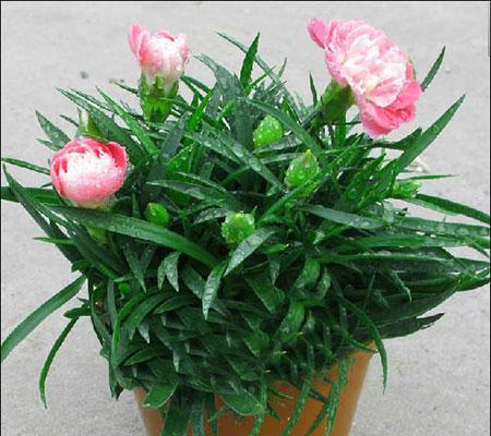 绿色康乃馨花语（探寻绿色康乃馨的花语和寓意）