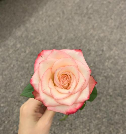 混色玫瑰花语（探寻混色玫瑰的神秘符号）