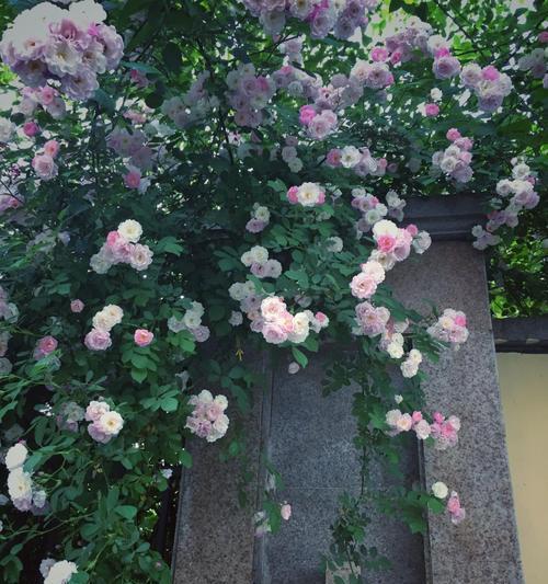 粉蔷薇花语（女性的优雅、爱情的情感、梦想的力量）