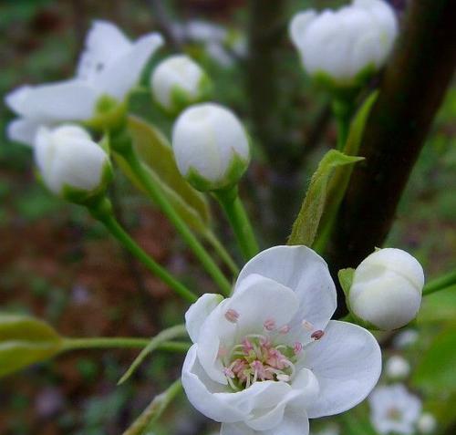 探寻梨花的花语（一朵梨花，千种情怀）