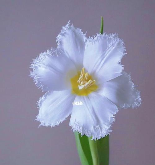 花之语（探寻美丽花语，传递心灵之语）