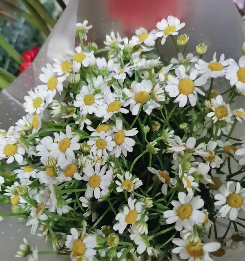 洋甘菊花语与寓意（探寻洋甘菊的深层含义）