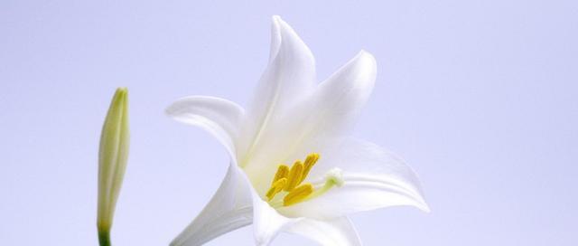 白百合花花语（传递纯洁的爱意，感受优雅的气息）