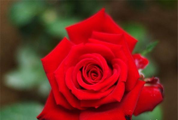 玫瑰花语之美（探寻玫瑰花语的传说与美学）