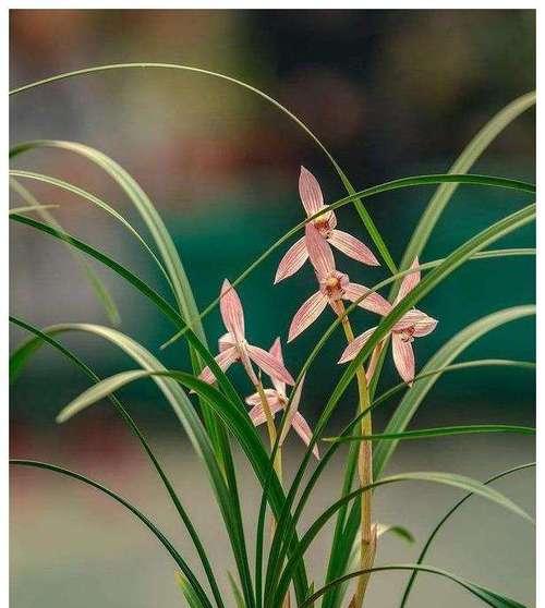 兰花花语的象征与寓意（清雅高贵的品格与精神）