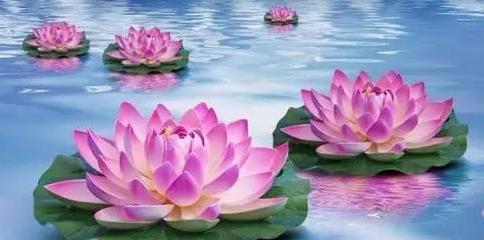 莲花的美丽与寓意（寓意深远，美丽绝伦——探究莲花的意义）