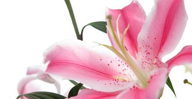 粉色百合花语（传递温馨爱意的花朵）