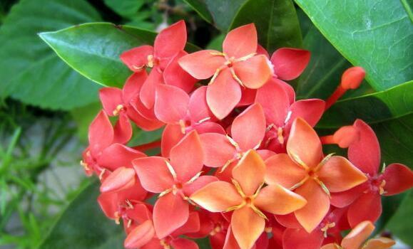 瑞香花的花语（探究瑞香花的含义与象征）