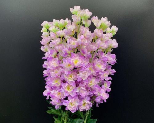 插花新手也能轻松养出美丽紫罗兰（让你的房间也变成花海，紫罗兰养护全攻略）