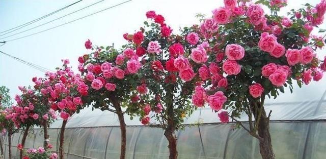 中国十大名贵花树（了解中国花树文化，探访十种名贵花树）
