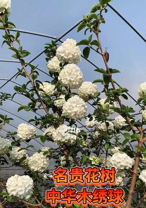 中国十大名贵花树（了解中国花树文化，探访十种名贵花树）