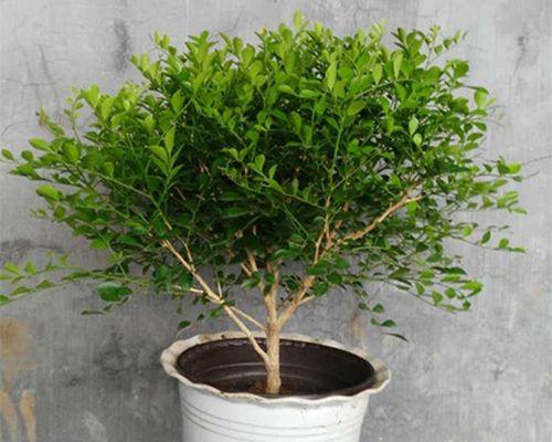 九里香苗的开花年限及生长特点（探究九里香苗开花的条件和影响因素）