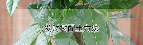 发财树简单种植指南（从选土到浇水，轻松种出好发财树）