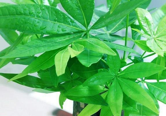 发财树简单种植指南（从选土到浇水，轻松种出好发财树）