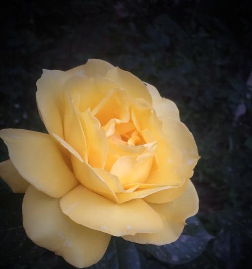 花开友谊象征的8种花（以花为媒，传递友谊的真谛）