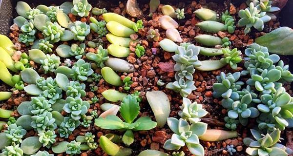 多肉植物的种植与养护（打造自家的多肉花园，让家变得更美丽）